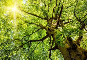Tree Service in Plymouth MN