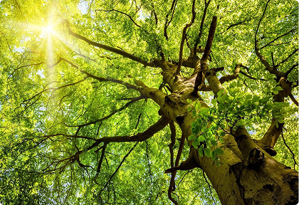 Tree Service in Plymouth MN